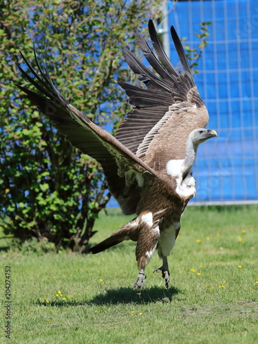 Envol du vautour fauve
