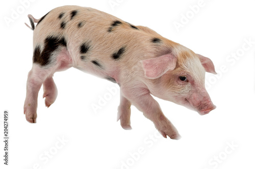 Charming black and white piglet posing in studio. Pig's snout close-up. Copy space. Isolated on white background