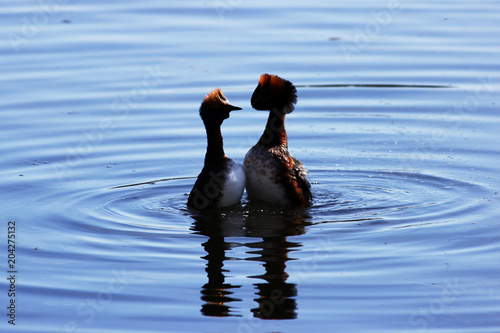 duck with red heads on his head Horned Slavonian grebe Podiceps auritus. marital games and dances of male and female. Gatchina White Lake. photo