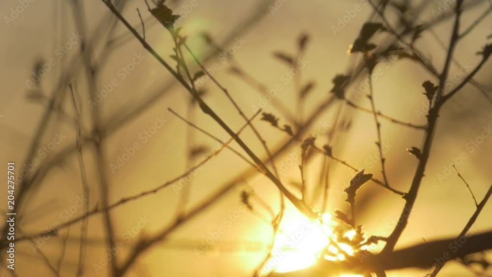 Dry tree branch on a white background nature. tree branch at sunset nature landscape close-up lifestyle sun Dry tree branch on a white background nature. tree branch at sunset nature landscape close-up lifestyle sun