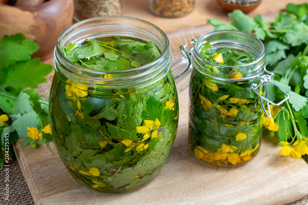 Preparation of greater celandine tincture and infused oil Preparation of greater celandine tincture and infused oil