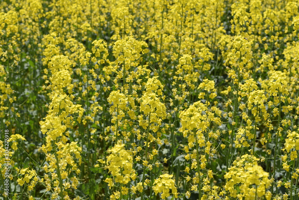 Rapeseed field. Background of rape blossoms. Flowering rape on the field Rapeseed field. Background of rape blossoms. Flowering rape on the field