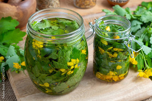 Preparation of greater celandine tincture and infused oil
