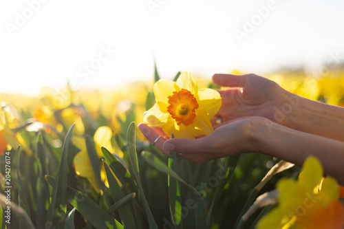 Beautiful spring concept. Female hand holding yellow daffodil