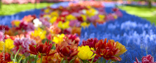 A flower bed with tulips of different colors. Park with flowers Keukenhof in the spring. Holland. Banner. Background © Marina