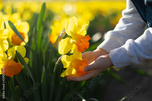 Fototapeta Naklejka Na Ścianę i Meble -  Little hand holding big yellow daffodils. Beautiful spring concept