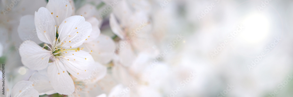 Naklejka premium Kwitnąca gałąź wiśni w ogrodzie wiosną na ceremonii ślubnej.
