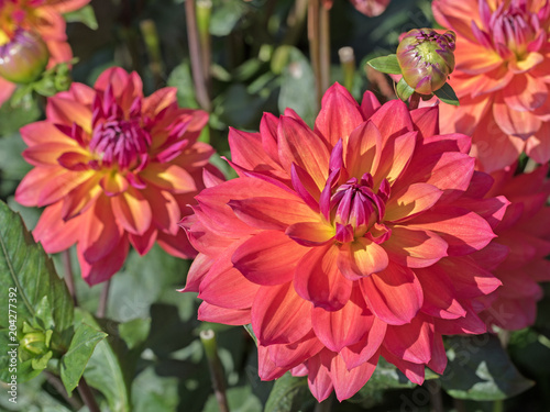 Fototapeta Naklejka Na Ścianę i Meble -  Dahlien, Dahlias