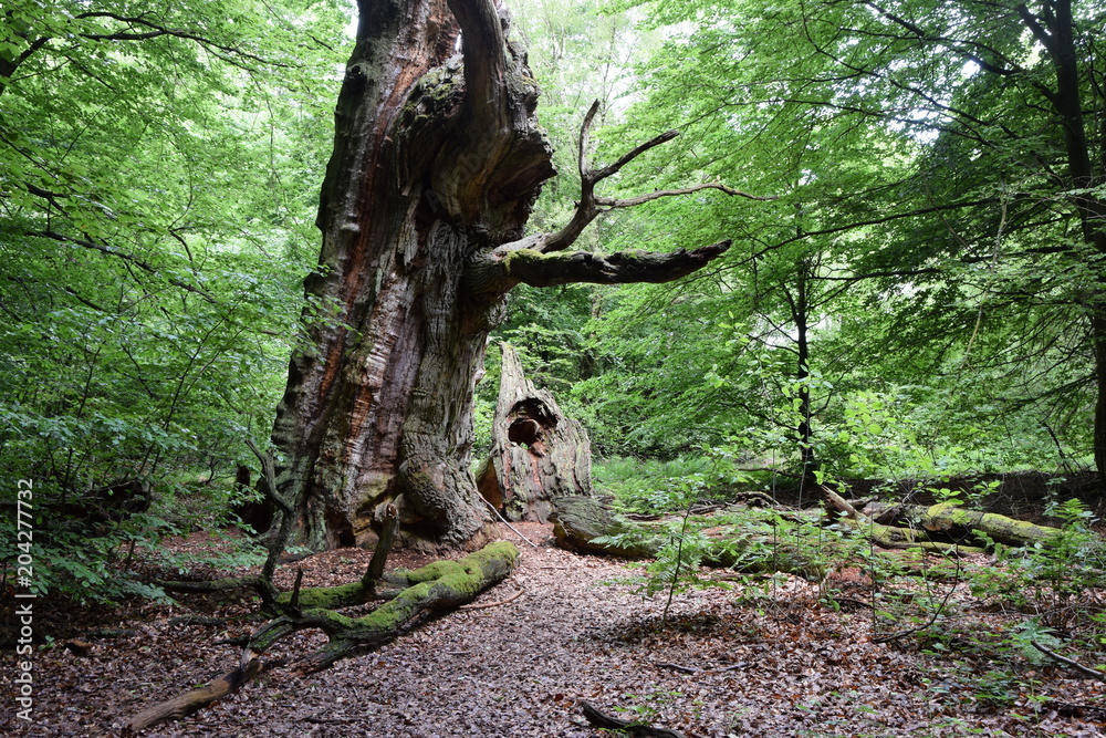 Urwald an der Sababurg Urwald an der Sababurg