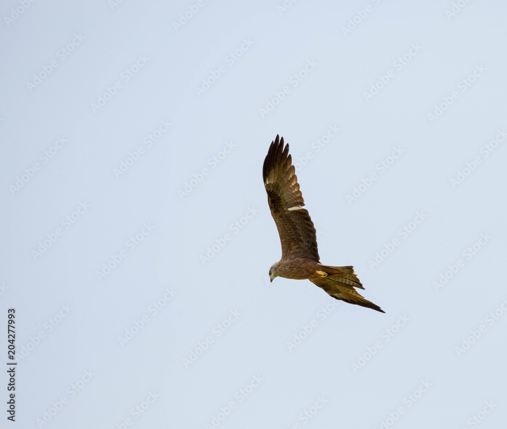 Obraz premium Greifvogel in der Wildnis