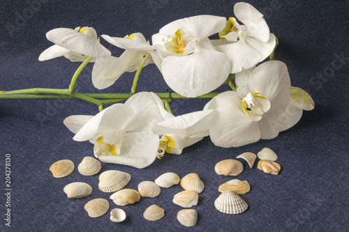 Beautiful fresh branch of orchid with seashells