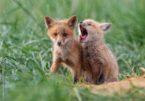 Fotografia Red Fox Kits