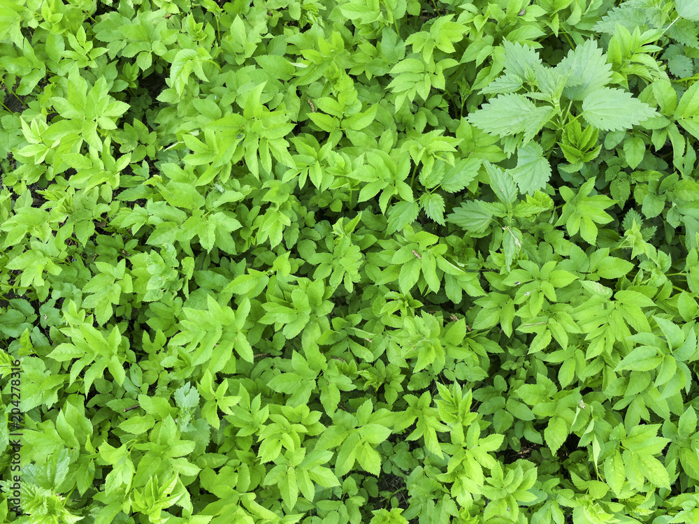 Forest greens - spring plants and flowers Forest greens - spring plants and flowers