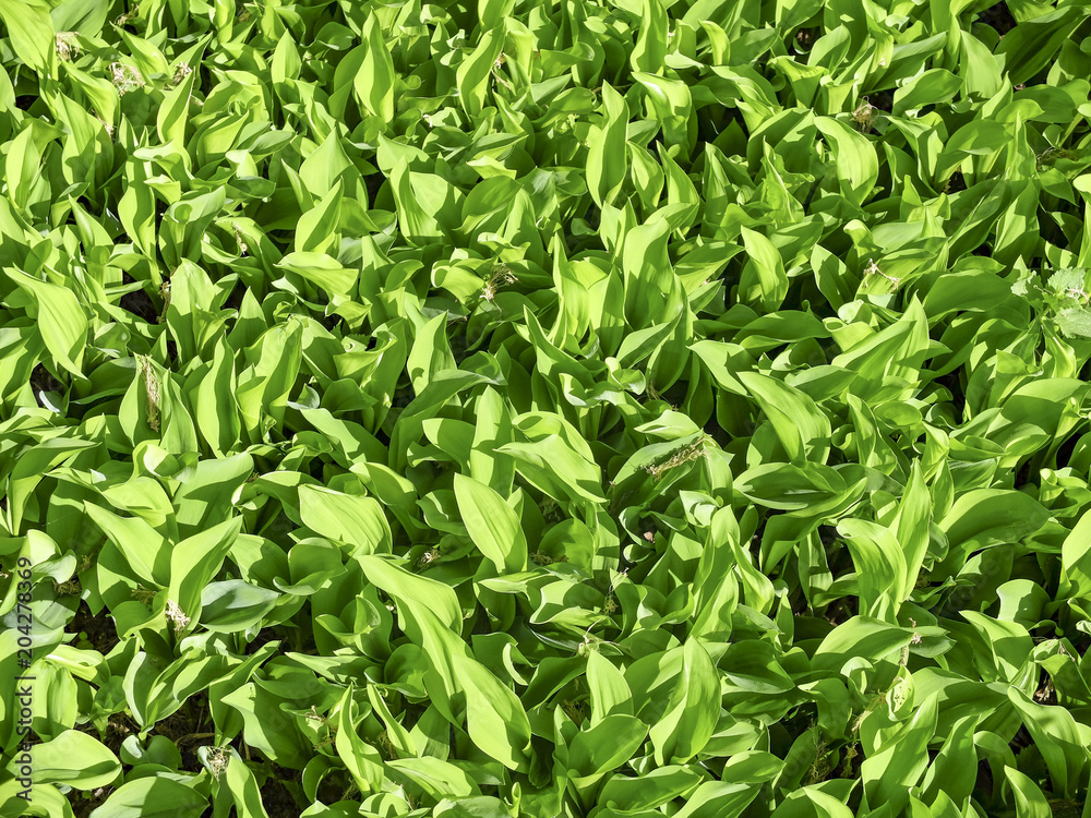 Fototapeta premium Forest greens - spring plants and flowers