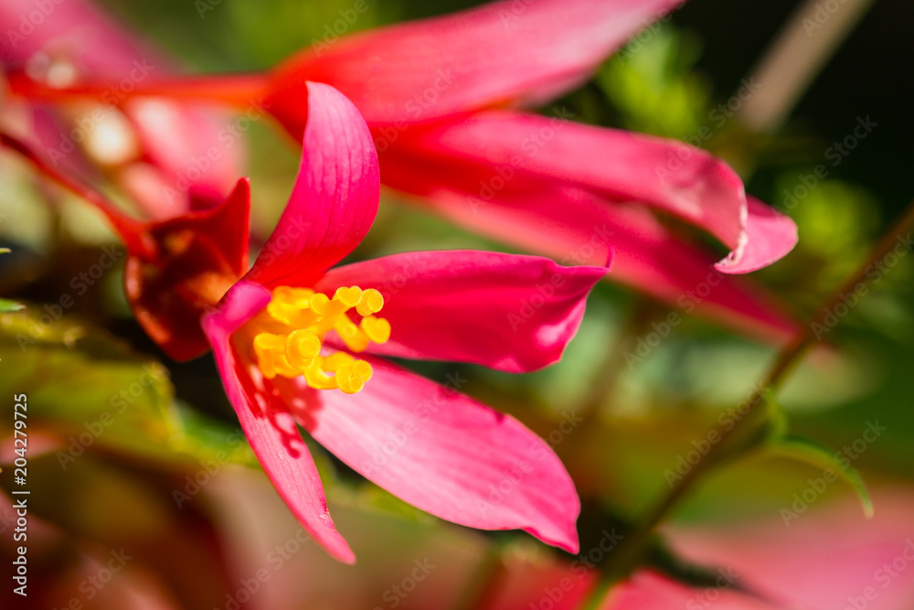 Close-up on a pink flower with a heart shape stamen