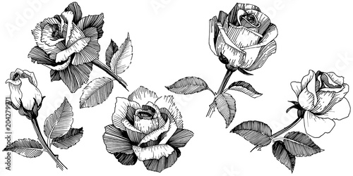 Wildflower rose in a vector style isolated. Vector wildflower for background, texture, wrapper pattern, frame or border.