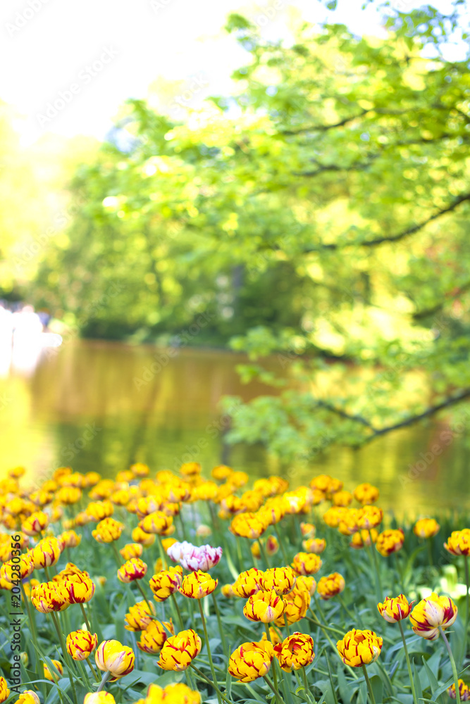 Obraz premium Flowerbed with yellow tulips and a lake. Park with flowers Keukenhof in the spring. Holland. Postcard Gift