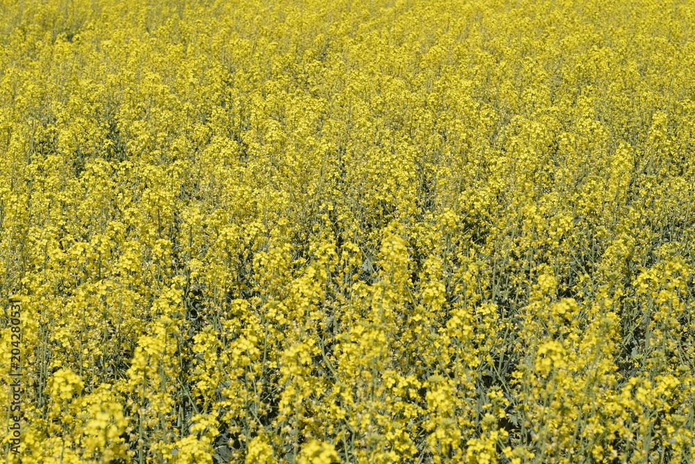 Rapeseed field. Background of rape blossoms. Flowering rape on the field Rapeseed field. Background of rape blossoms. Flowering rape on the field
