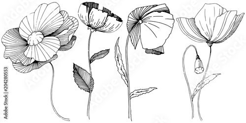 Wildflower poppies flower in a vector style isolated. Full name of the plant: poppy. Vector wildflower for background, texture, wrapper pattern, frame or border.