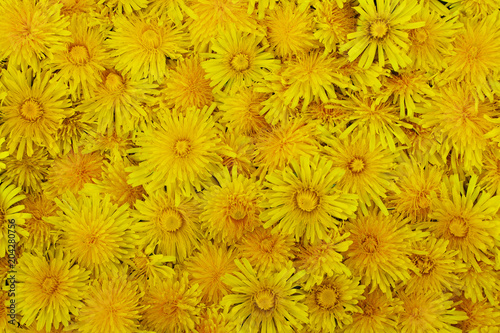 Bright yellow dandelion flowers as beautiful natural floral background. © Inga