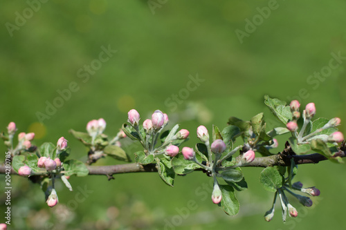 Horizontal branch of apple tree with pink flower buds blooming in spring on green blurred grass background with copy space for text. 