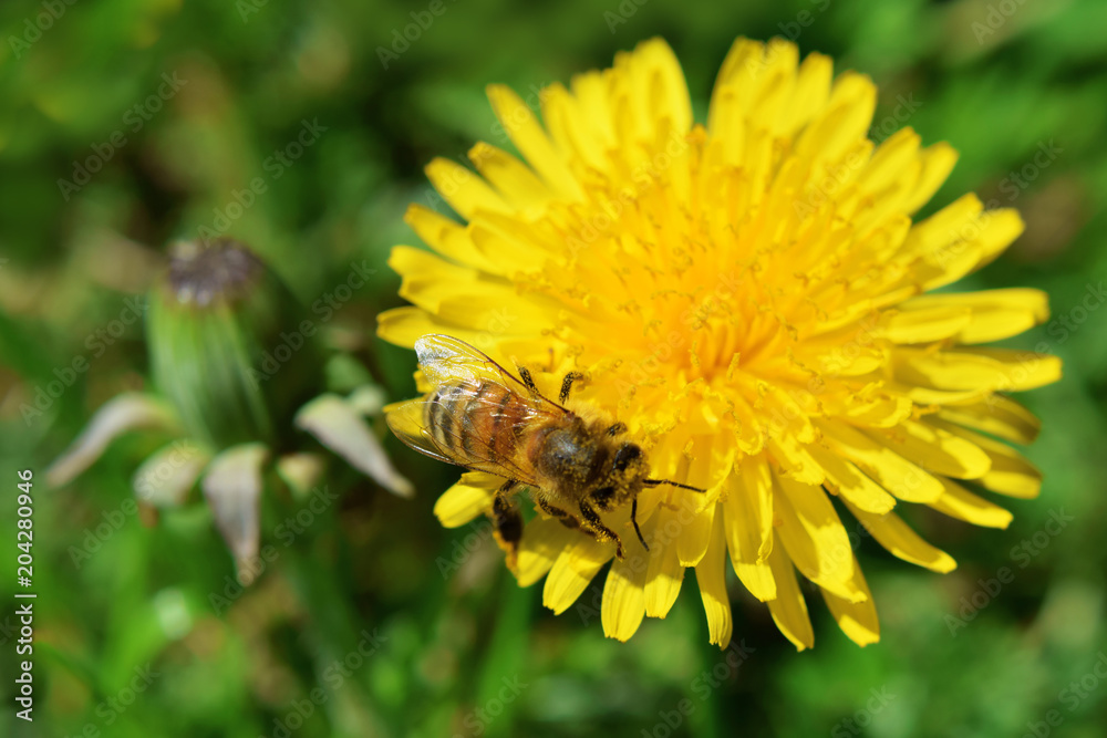 Beautiful blooming yellow dandelion flower with bee collecting pollen on green grass background in garden landscape during spring season with copy space for text on blurred grass. Beautiful blooming yellow dandelion flower with bee collecting pollen on green grass background in garden landscape during spring season with copy space for text on blurred grass.