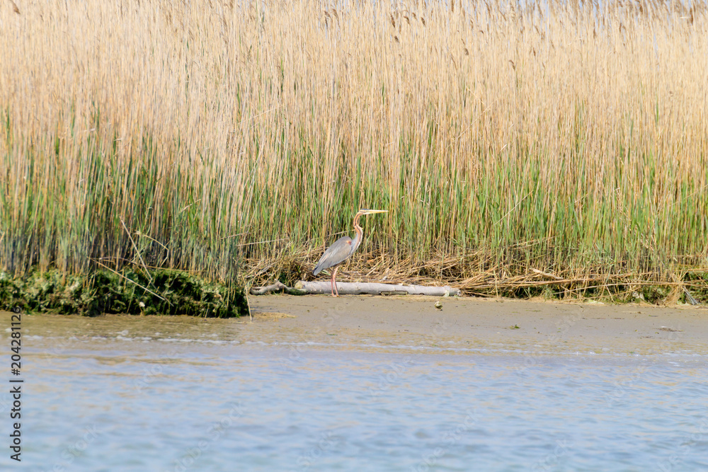 Fototapeta premium Purple heron close up.Po river lagoon