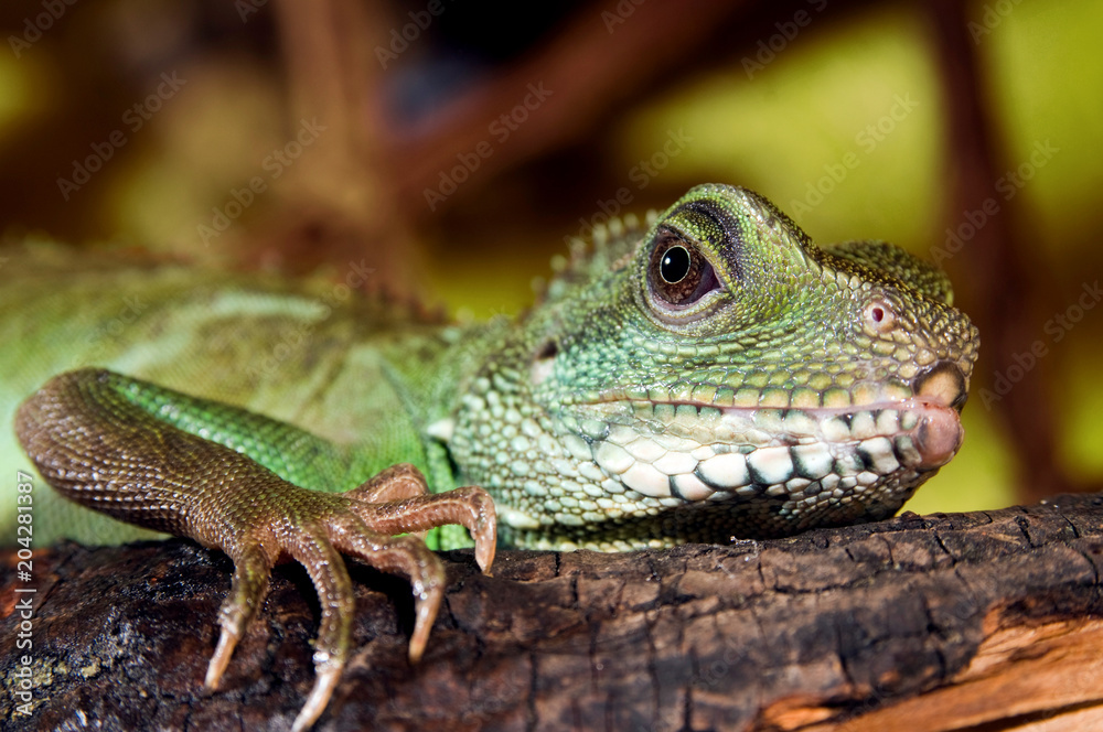 Fototapeta premium Grüne Wasseragame im Terrarium