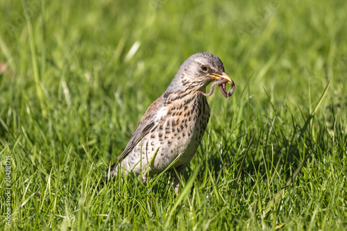 The fieldfare or Turdus pilaris on the grass in a sunny day