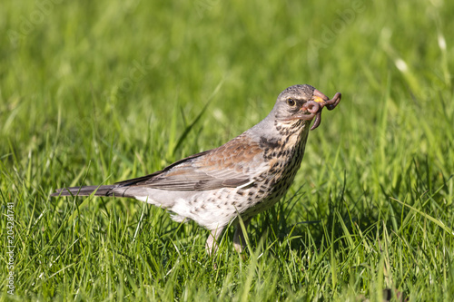 The fieldfare or Turdus pilaris on the grass in a sunny day