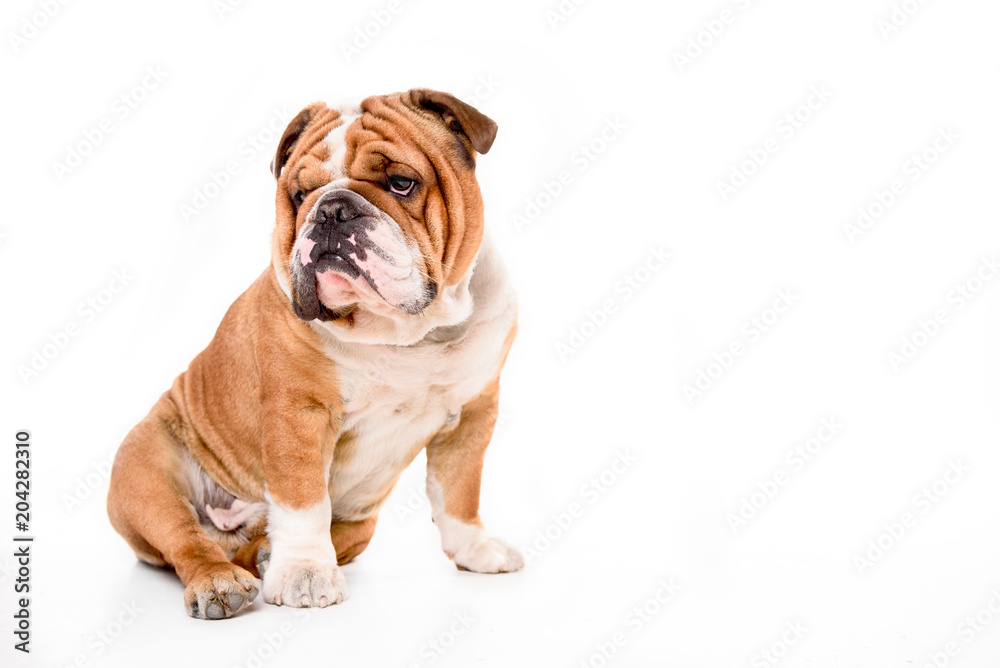 Portrait of English bulldog isolated on white background with blank space