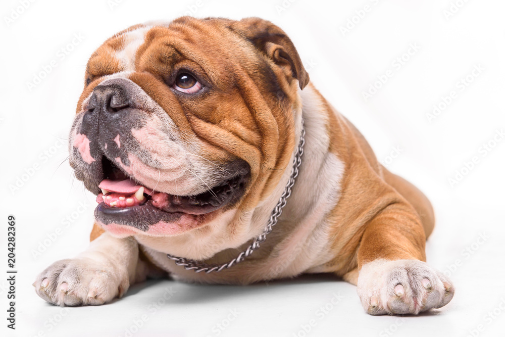 Close up portrait of English bulldog on white background