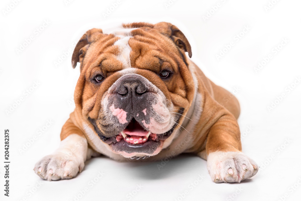 Portrait of english bulldog on white background