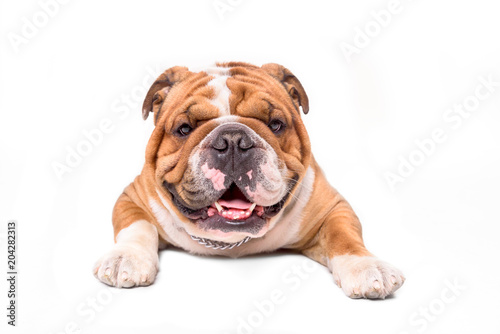 Cute English bulldog isolated on white background