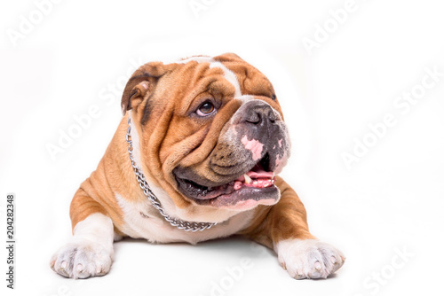 Portrait of happy english bulldog on white background