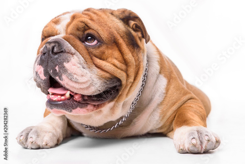 Close up portrait of English bulldog on white background © ltummy