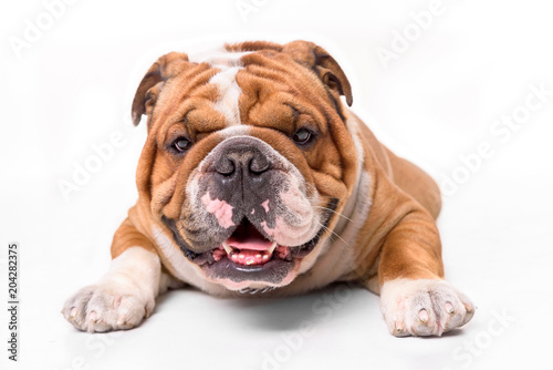 Portrait of english bulldog on white background