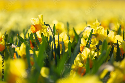 Fototapeta Naklejka Na Ścianę i Meble -  Close-up view of yellow daffodils in a flower field