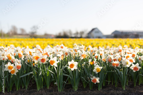 Fototapeta Naklejka Na Ścianę i Meble -  Famous Dutch flower fields. White and yellow daffodils in full bloom