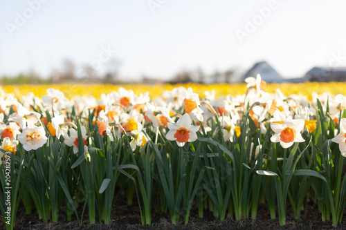 Fototapeta Naklejka Na Ścianę i Meble -  Famous Dutch flower fields during flowering white and yellow daffodils
