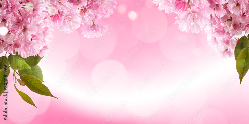 fresh bright spring background design with cherry blossom flowers and leaves