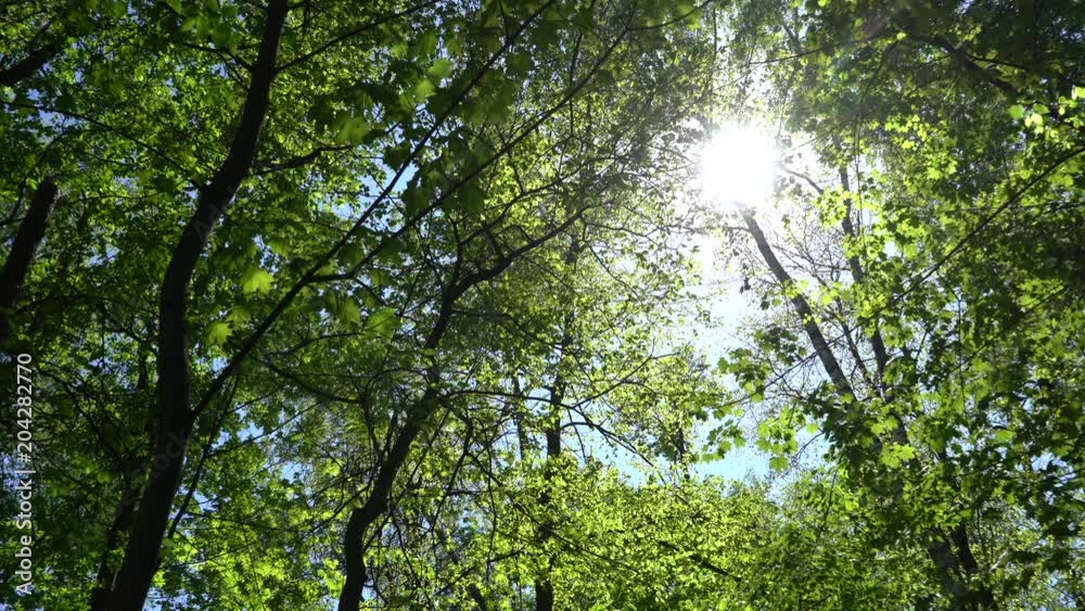 Crowns of trees with bright afternoon sun and rays. Crowns of trees with bright afternoon sun and rays.