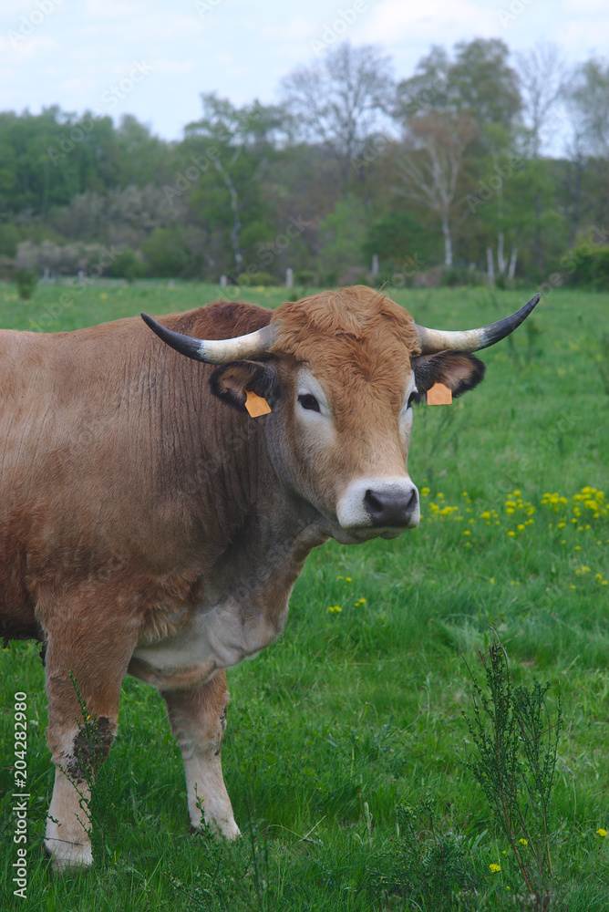 vaches de race Aubrac, dans leur pré en auvergne, portraits
