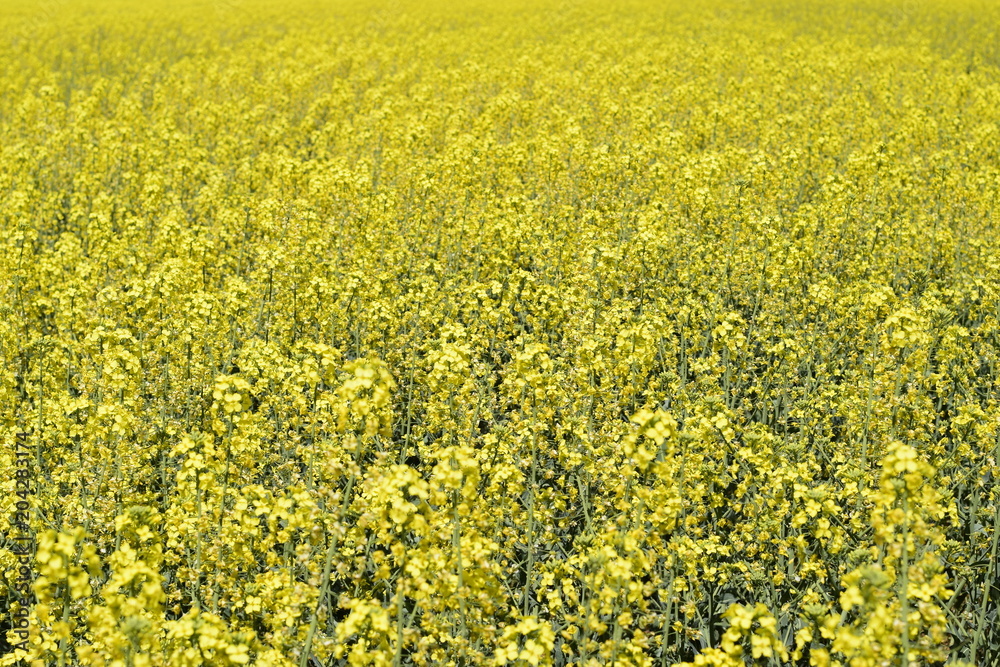 Rapeseed field. Background of rape blossoms. Flowering rape on the field Rapeseed field. Background of rape blossoms. Flowering rape on the field