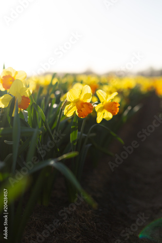 Fototapeta Naklejka Na Ścianę i Meble -  Yellow with an orange cup daffodils in the field in Netherlands. Close-up