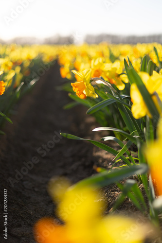 Fototapeta Naklejka Na Ścianę i Meble -  Close-up view of yellow daffodils in a flower field row
