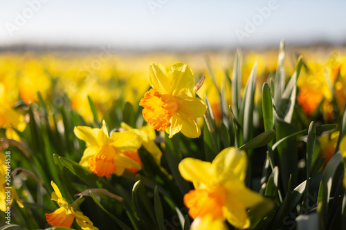 Fototapeta Naklejka Na Ścianę i Meble -  Yellow with an orange cup daffodils in the field. South Holland, Netherlands