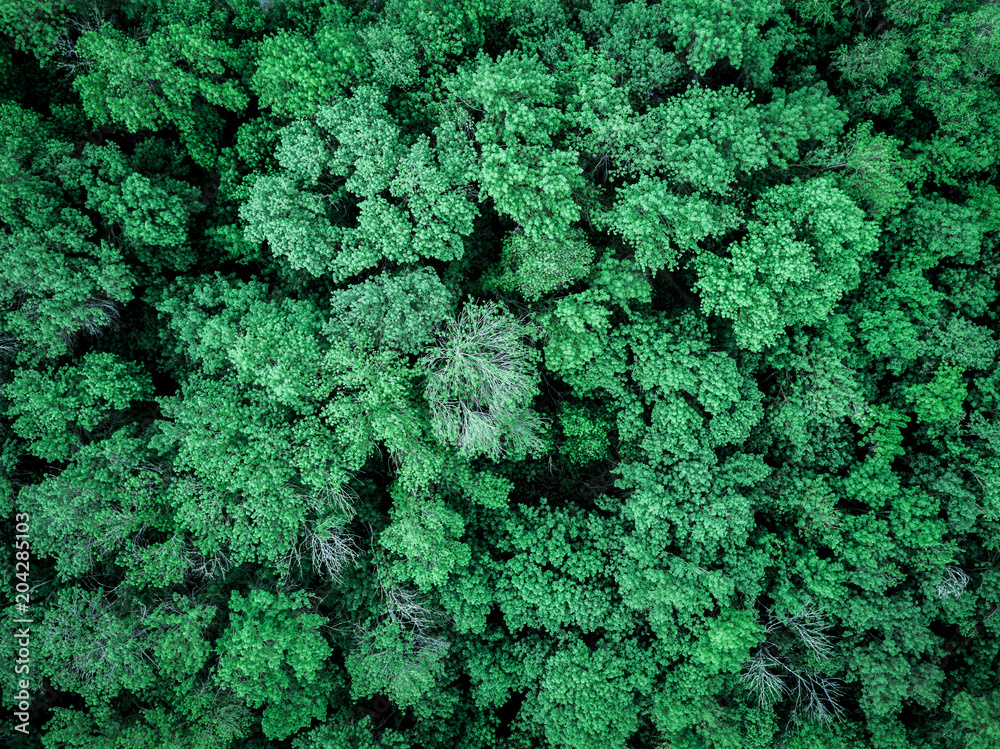 aerial moody dark forest texture top down aerial moody dark forest texture top down