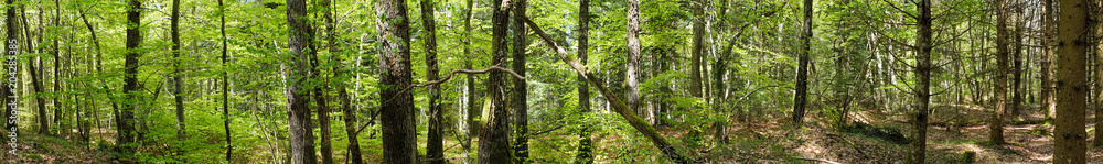 prise de vue panoramique à 360 degrés en forêt prise de vue panoramique à 360 degrés en forêt