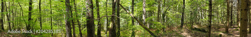 Fototapeta Naklejka Na Ścianę i Meble -  prise de vue panoramique à 360 degrés en forêt